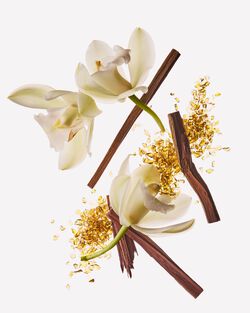 Dreamy Amber Wallflowers Fragrance Refill image number null