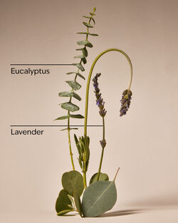 Eucalyptus + Lavender Single Wick Candle image number null