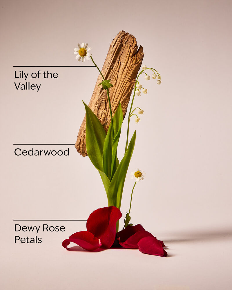 Black Chamomile Body Oil Moisturizing Body Oil