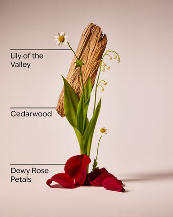 Black Chamomile Body Oil Moisturizing Body Oil