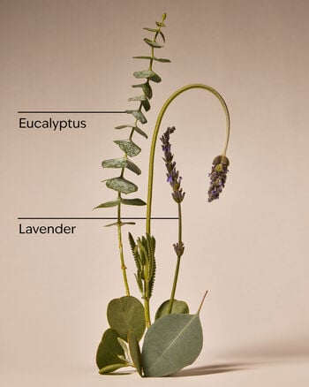 Eucalyptus Lavender Shower Steamers Shower Steamers