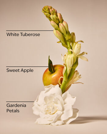 White Gardenia Wallflowers Fragrance Refill Wallflowers Fragrance Refill