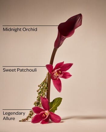 Lowkey Legend Wallflowers Fragrance Refill Wallflowers Fragrance Refill