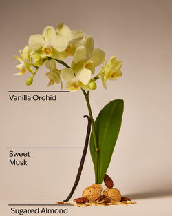 Cozy Vanilla Almond Daily Moisturizing Hand Soap image number null