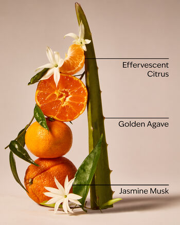 Sweet Orange & Agave Wallflowers Fragrance Refill Wallflowers Fragrance Refill