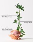 Rose Water & Ivy Gift Box Set image number null