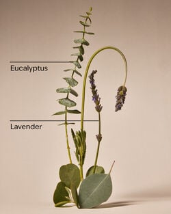 Eucalyptus + Lavender Single Wick Candle