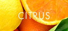 Citrus